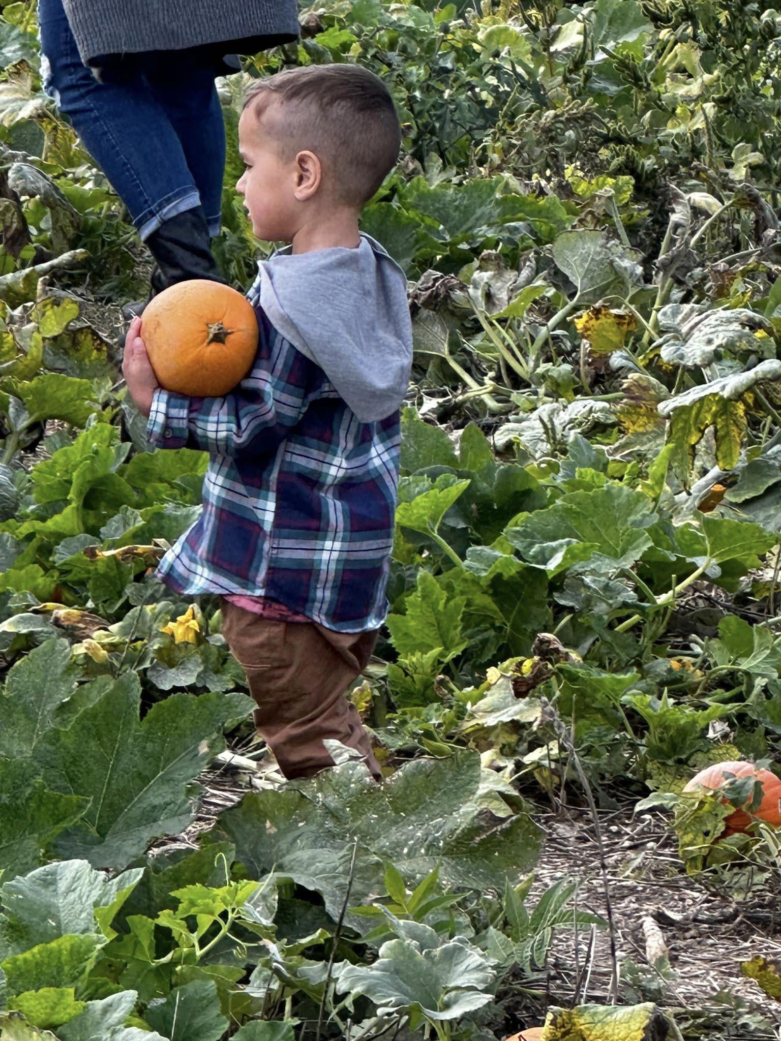 Pumpkin Patch Picking